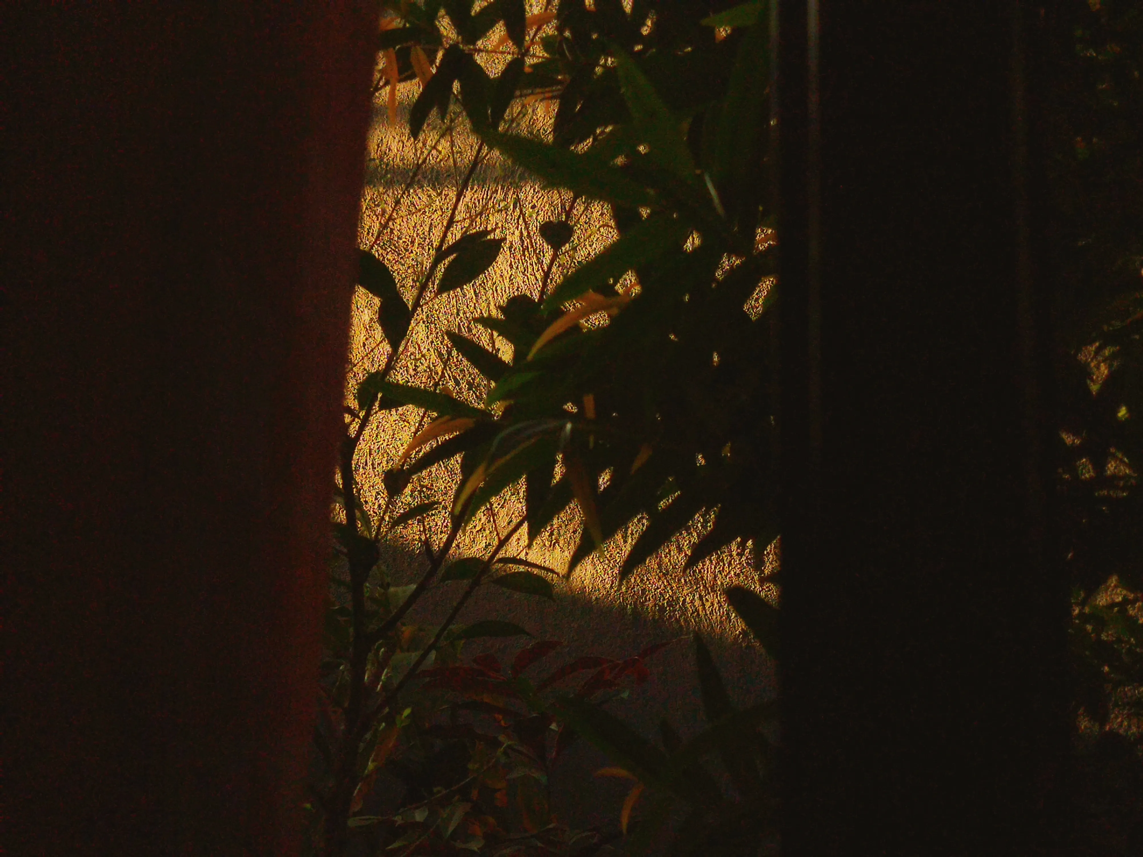 Yellow sun
